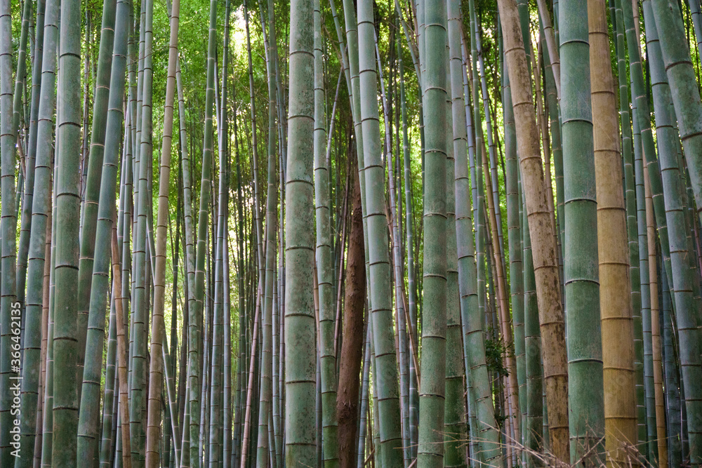 Japan, Kyoto, Arashiyama, view of the bamboo forest Japan, Kyoto, Arashiyama, view of the bamboo forest