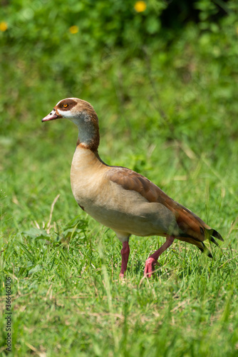 Egyptian goose crosses short grass near bushes