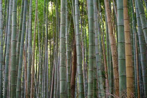 Japan, Kyoto, Arashiyama, view of the bamboo forest photo