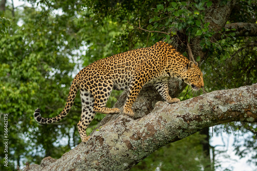 Leopard walks along lichen-covered branch in forest