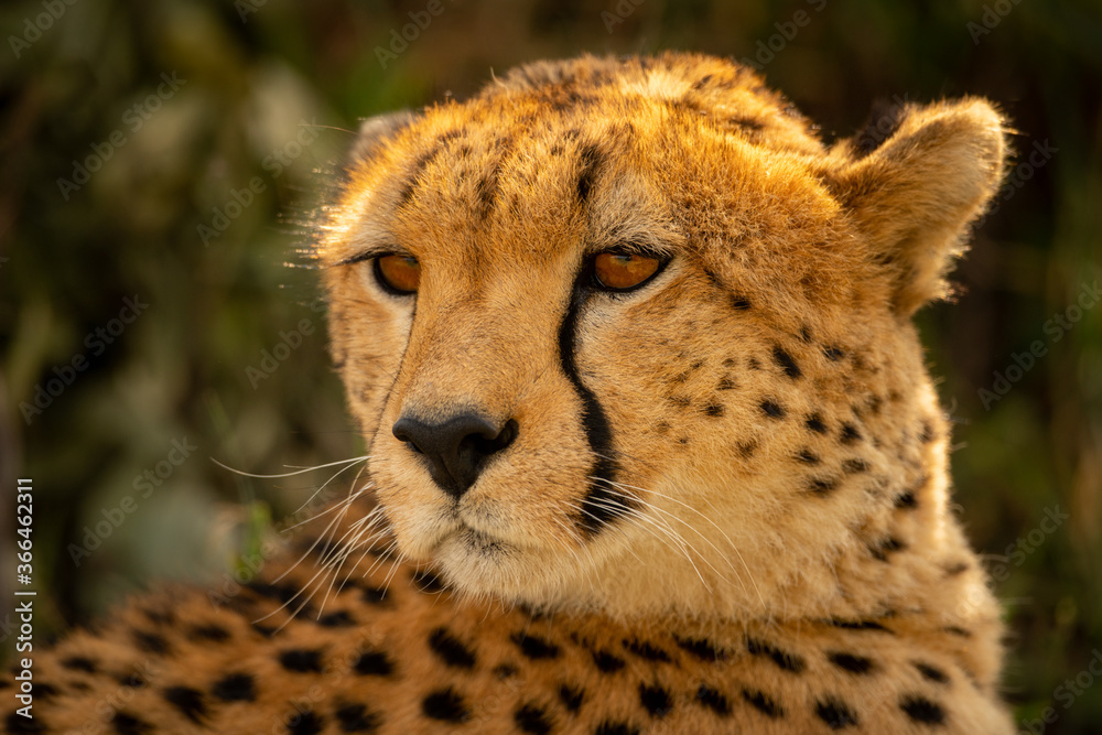 Close-up of cheetah turning head and staring Close-up of cheetah turning head and staring