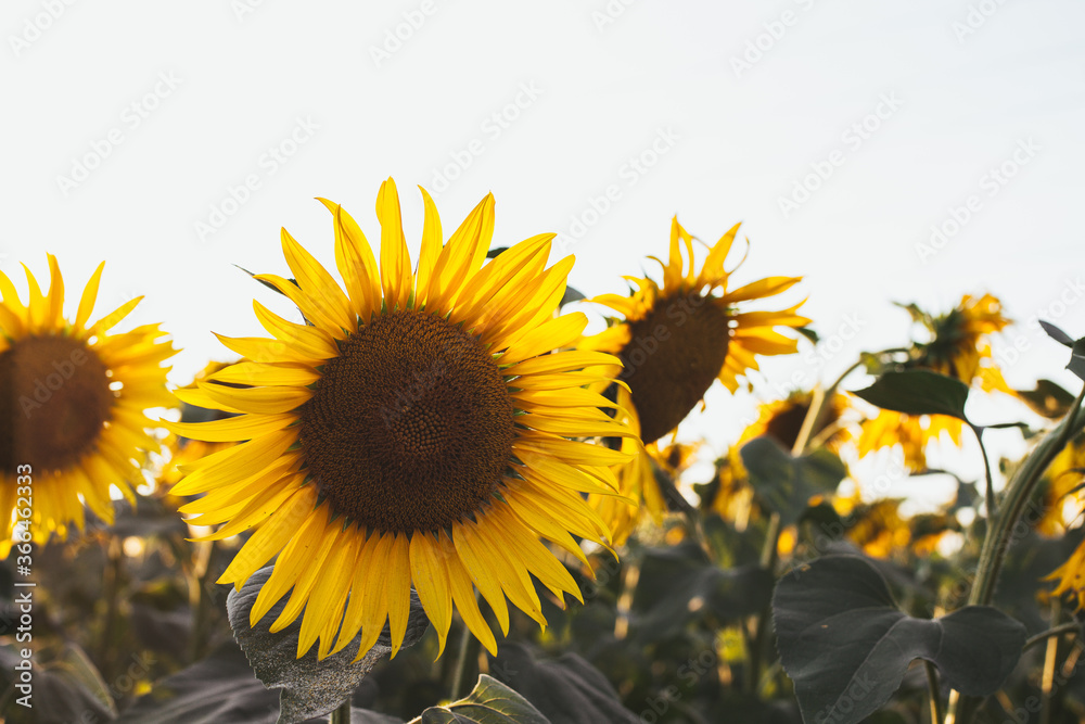 Obraz premium sunflowers in the field