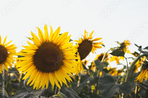 field of sunflowers