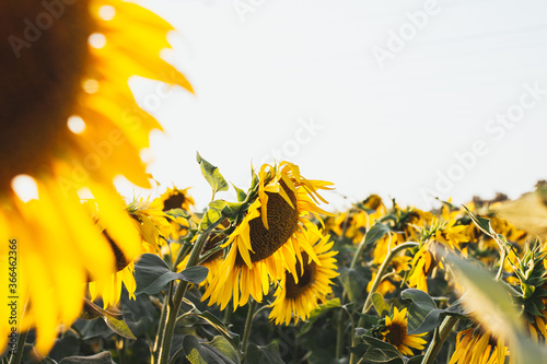 sunflower field with blue sky