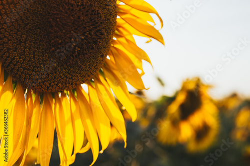 sunflower in the sun