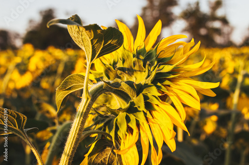 yellow flower in the sun