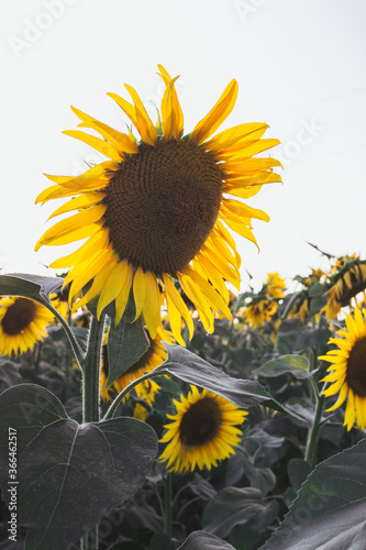 sunflowers in the field