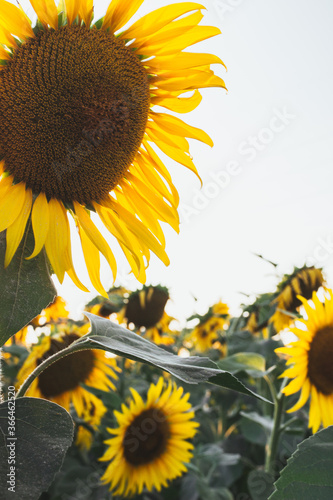 sunflowers in the field