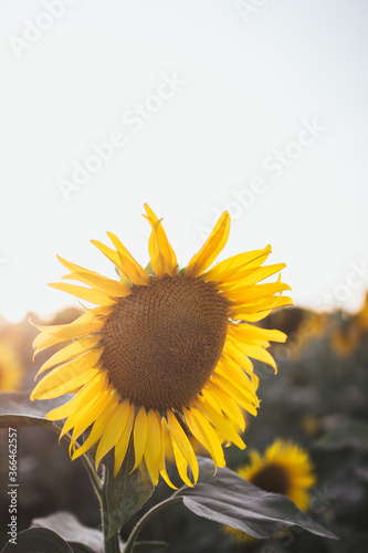sunflower on the field
