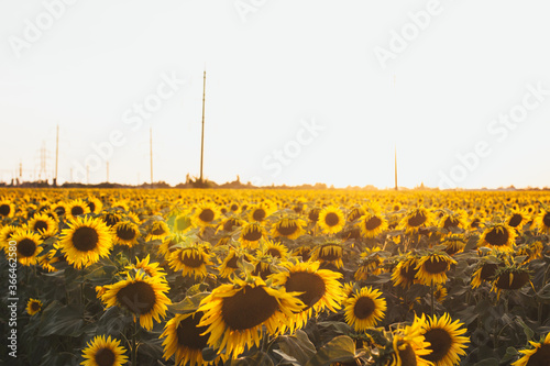field of sunflowers