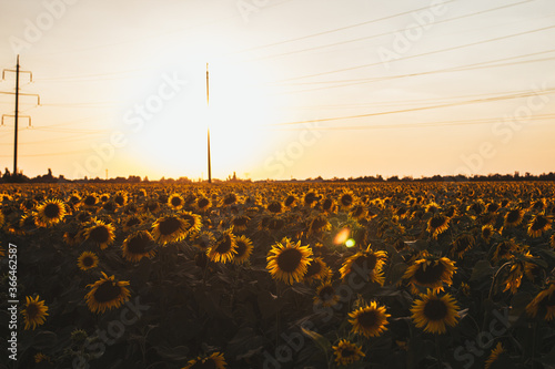 sunset over the field