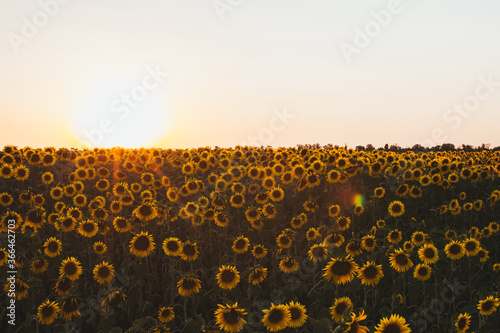 field of sunflowers