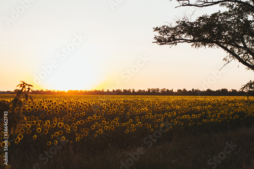 field of sunflowers