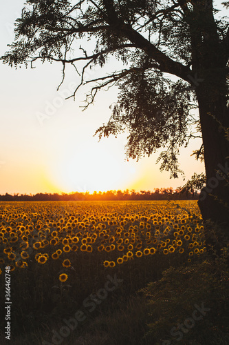sunset in the field