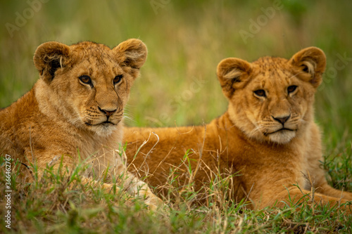 Close-up of two lion cubs lying side-by-side