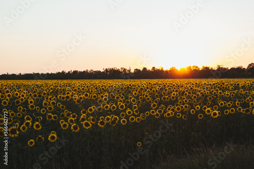 sunflower field at sunset