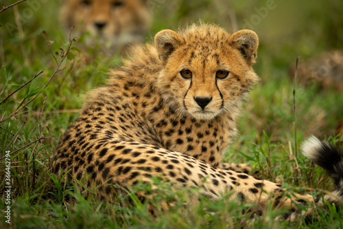 Close-up of cheetah cub lying with family