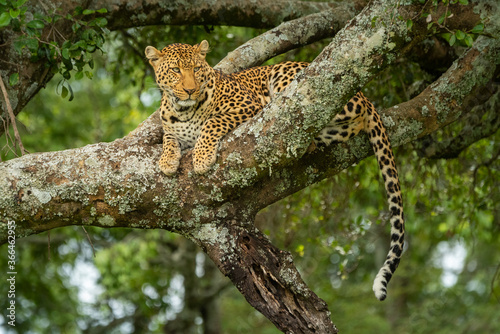 Leopard lies on lichen-covered branch in tree
