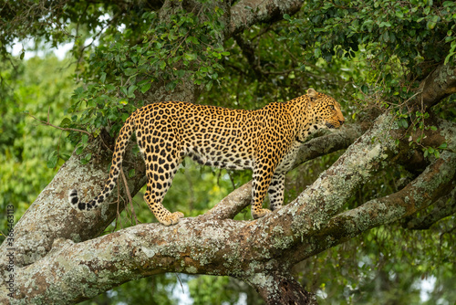 Leopard stands on lichen-covered branch in profile © Nick Dale