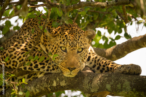 Close-up of leopard lying in leafy tree