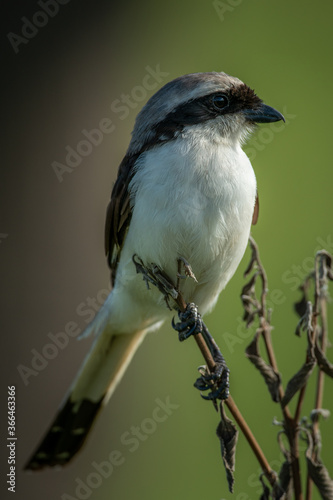 Photography Grey-backed fiscal perches on plant eyeing camera