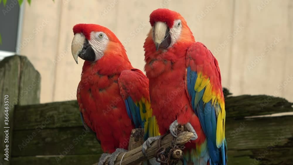 アカコンゴウインコ 全身 2匹 4K / Scarlet Macaws. Ara Macao birds. Colorful Parrots. Close up. 4K アカコンゴウインコ 全身 2匹 4K / Scarlet Macaws. Ara Macao birds. Colorful Parrots. Close up. 4K