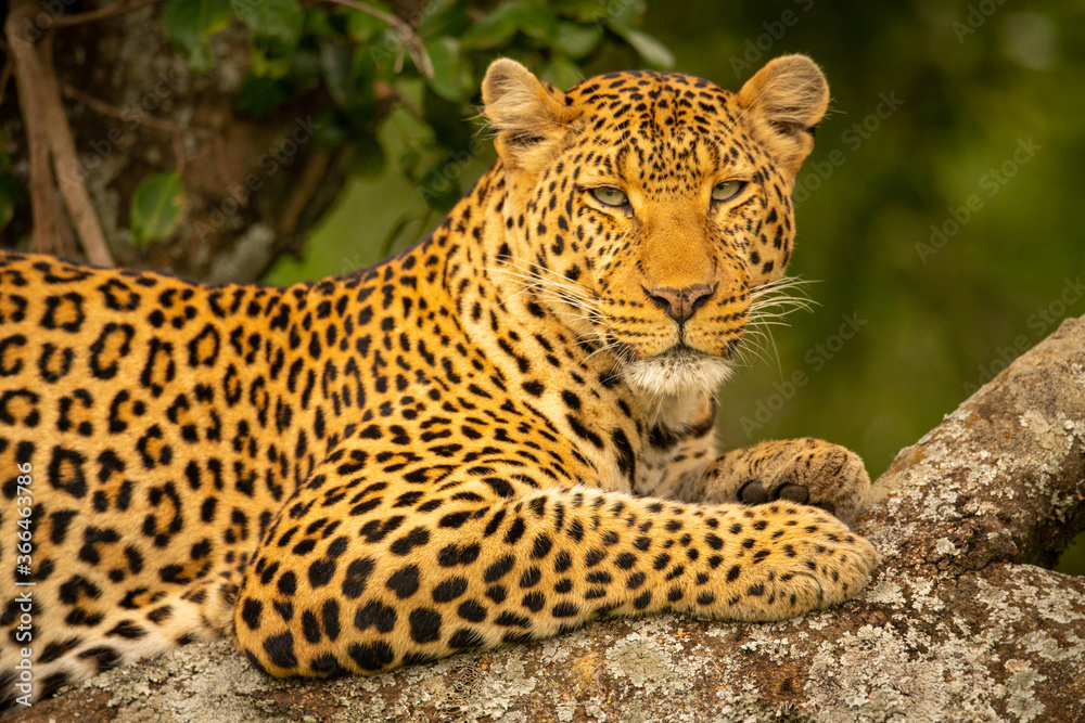 Close-up of leopard on branch eyeing camera Close-up of leopard on branch eyeing camera
