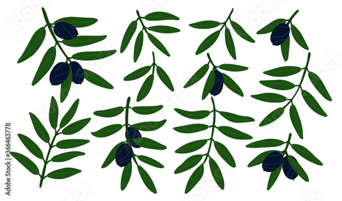 Olive tree branches set. Isolated vector elements for design. Green plants with black olives. Modern botanical set. Contemporary illustration. Olive oil products.