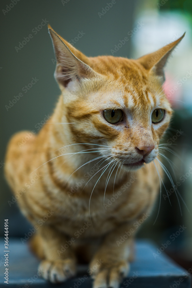 Billi cat on sale