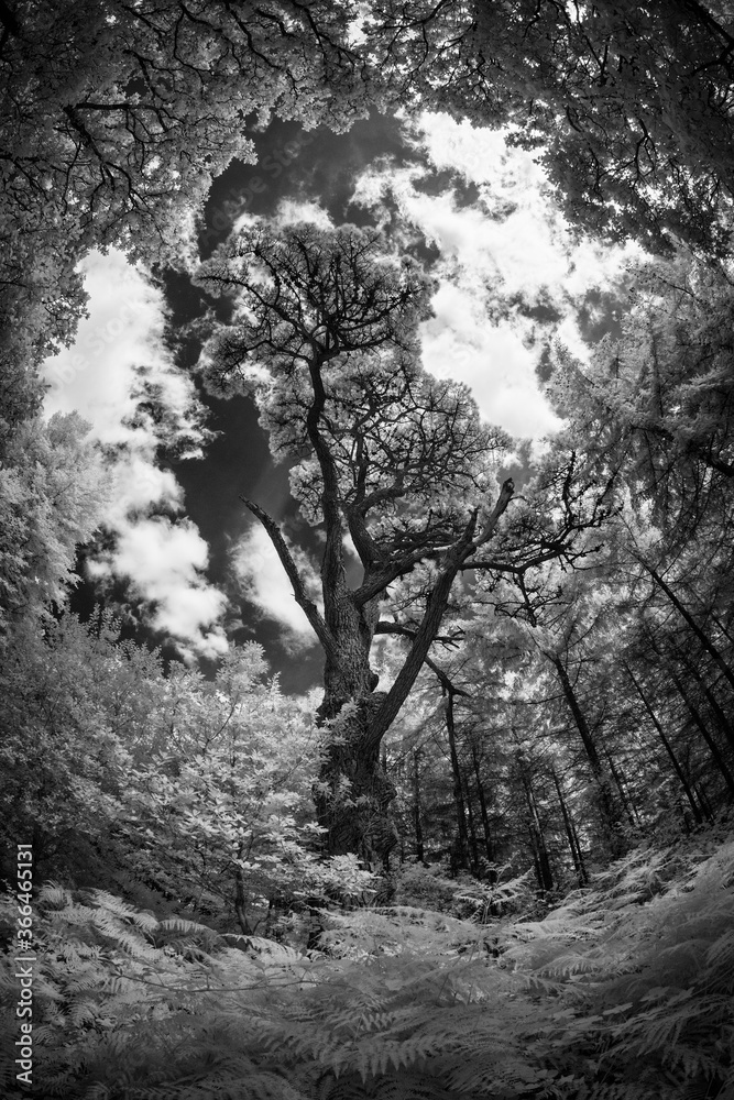 Infrared woodland in black and white 