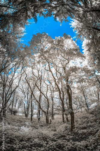 Infrared coloured woodland cornwall uk 