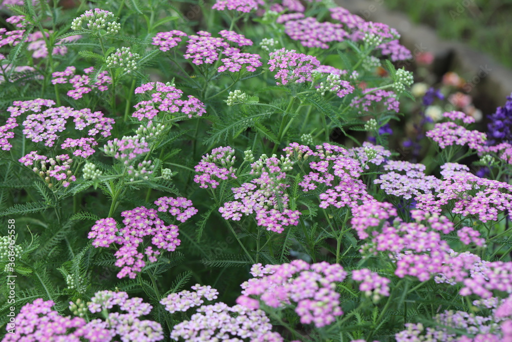 ノコギリソウのピンク色の花