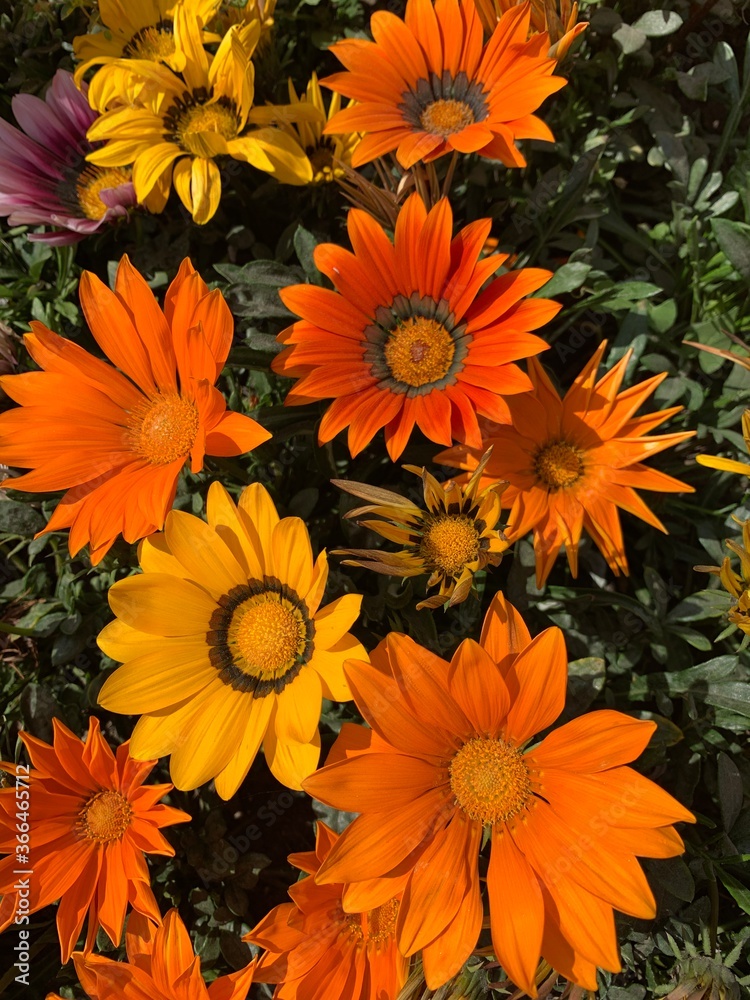 Bright big orange flowers background Bright big orange flowers background
