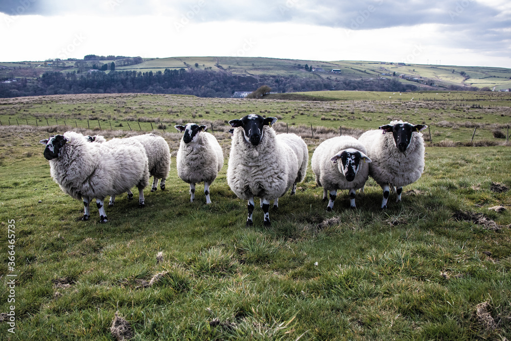 Fototapeta premium Inquisitive sheep