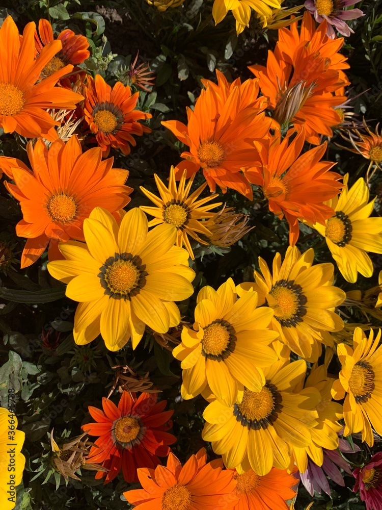 Bright big orange flowers background Bright big orange flowers background