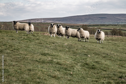 Flock of Sheep