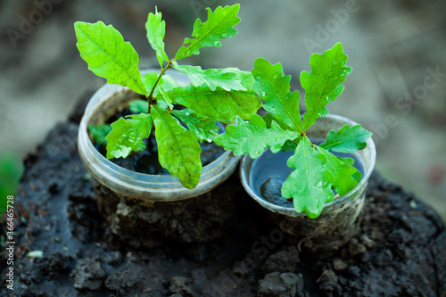 An little oak in a flower pot. Tree planting. Potted Seedlings and Young Plants in Greenhouse. Concept of the environment. photo