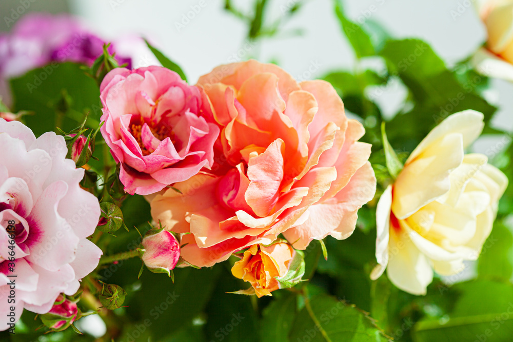 colorful roses in the vase colorful roses in the vase