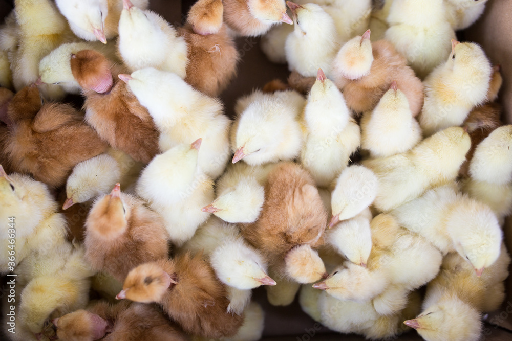 Little yellow chickens top view. A group of diurnal cute beautiful chickens. Little yellow chickens top view. A group of diurnal cute beautiful chickens.