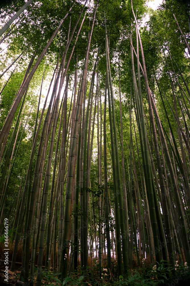 Japan, Kyoto, Arashiyama, view of the bamboo forest Japan, Kyoto, Arashiyama, view of the bamboo forest