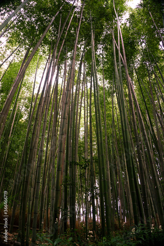 Japan  Kyoto  Arashiyama  view of the bamboo forest