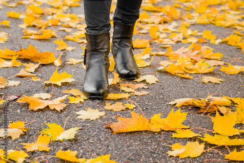 Young woman legs in black leather boots walking in autumn day. Asphalt covered with fallen yellow  fresh and lush maple leaves. Front view. Closeup.