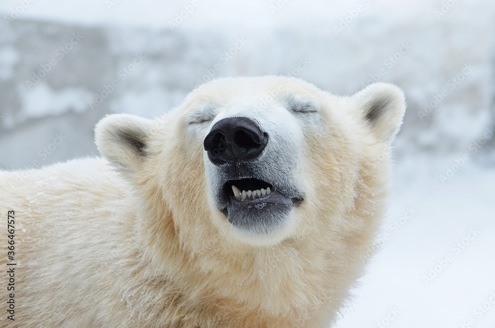 polar bear cub polar bear cub