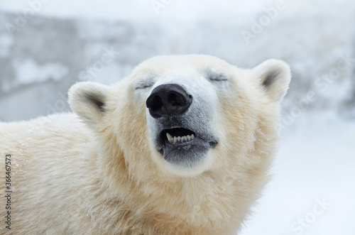 polar bear cub © elizalebedewa