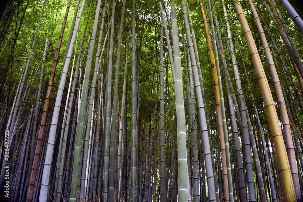Japan, Kyoto, Arashiyama, view of the bamboo forest Japan, Kyoto, Arashiyama, view of the bamboo forest