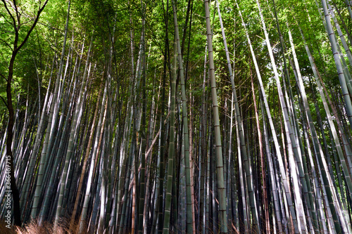 Japan  Kyoto  Arashiyama  view of the bamboo forest