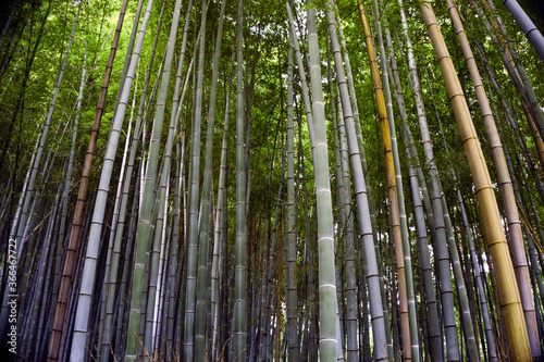 Japan, Kyoto, Arashiyama, view of the bamboo forest