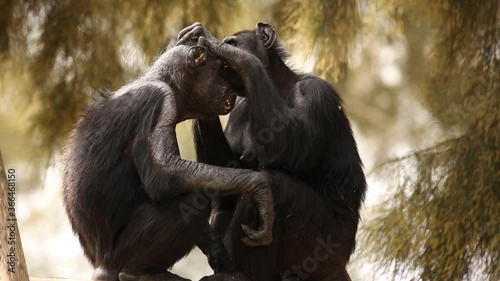 Chimpanzees perform groming to each other photo