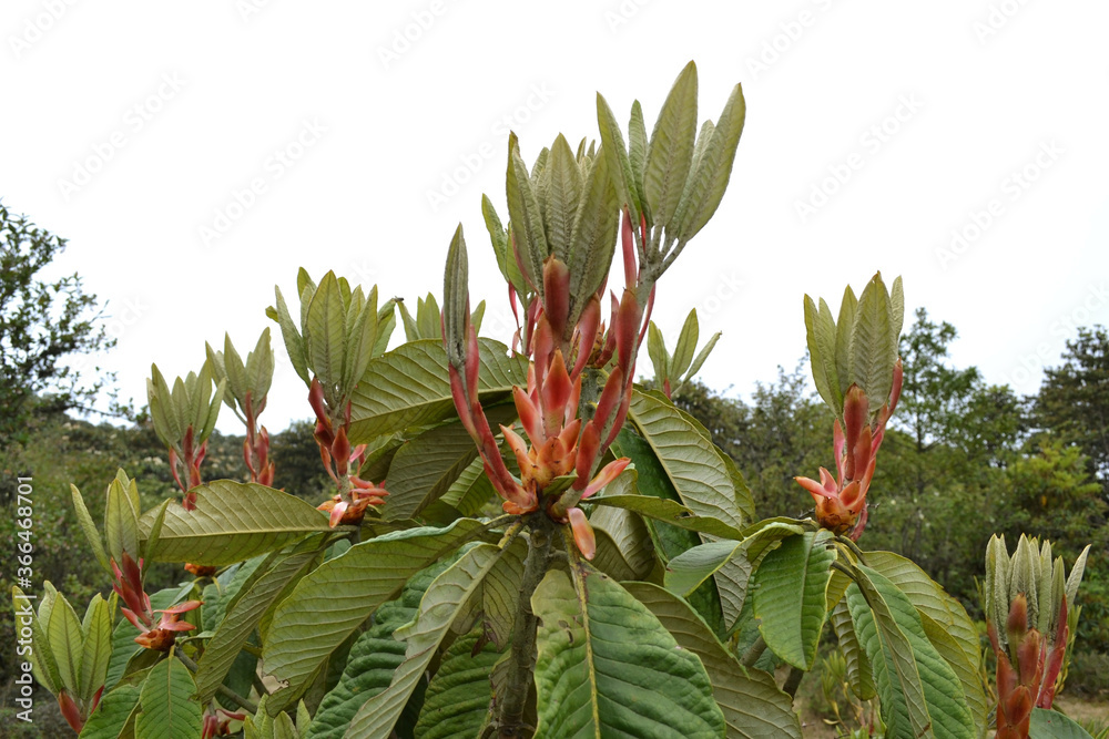 Fototapeta premium Rhododendron Sanctuary pine forest in Sikkim 