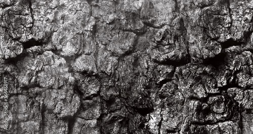 Tree bark texture abstract background